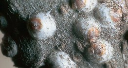 Бамбай ширх