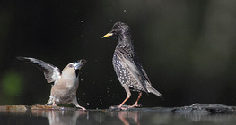 Банхар булжуухай ба хар тодол