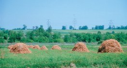 Сүрлэн бухал