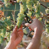 Усан үзэм хураах