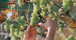 Усан үзэм хураах