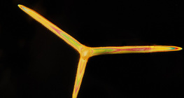 Хөвөнгийн гуурс (Leuconia solida)