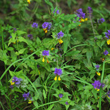 Мелампирум неморосум