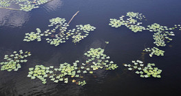 Трапа натанс