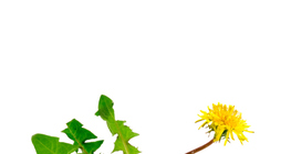 Эмийн багваахай