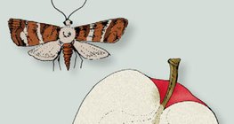 Кодлинг цагаан эрвээхэй