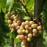 Усан үзмийн хонгорцог