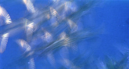 Нисч буй шувууд