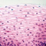 Non-keratinised stratified squamous