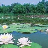 Усны сараана цэцэг