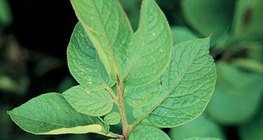 Төмсний навч