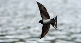 Асрын хараацай