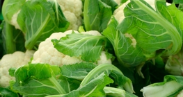 Цэцэгт байцаа