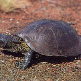 Европын намгийн яст мэлхий