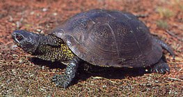 Европын намгийн яст мэлхий