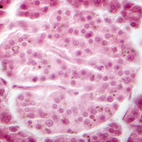 Нойр булчирхай (фазын тодосгогчтой зураг) - Лангерханс аралханы эсүүд бүдэгхэн харагдаж байна