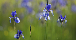 Сибирийн цахилдаг