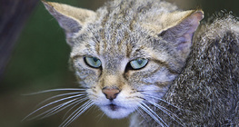 Зэрлэг муур