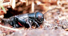 Талын хүрэлзгэнэ