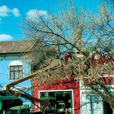 Pruning trees