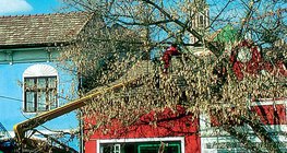 Pruning trees