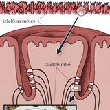 Ízlelőszemölcsök a nyelv felszínén