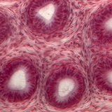 Үрийн гуурсан хоолойн хөндлөн огтлол