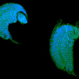 Iichneumon морин зөгийний авгалдай нь drosophila pupa-д шимэгч болж хөгждөг