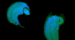 Iichneumon морин зөгийний авгалдай нь drosophila pupa-д шимэгч болж хөгждөг