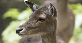 Халиун буга