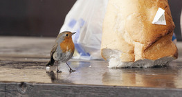 Зээрд омруут гургалдай