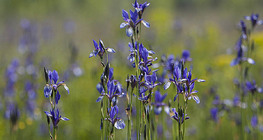 Сибирийн цахилдаг