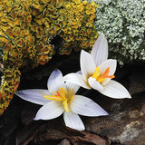 Гүргэм цэцэг