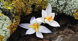 Гүргэм цэцэг