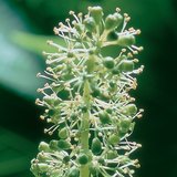 Усан үзмийн цэцэг