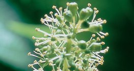 Усан үзмийн цэцэг