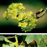 Flowers and fruits of a Norway maple