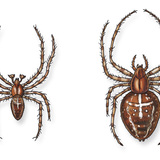 Европын загалмайт аалз (эр, эм)