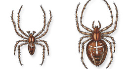 Европын загалмайт аалз (эр, эм)