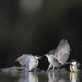 Их хөх бух ба халимагт зэржигэнэ