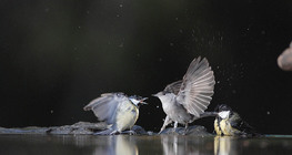 Их хөх бух ба халимагт зэржигэнэ