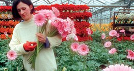 Greenhouse heated with a thermal spring