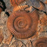 Чулуужсан яс