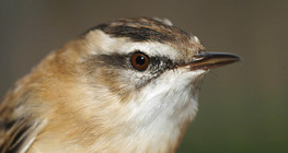 Усны дууч шувуу