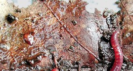 Чийгийн улаан хорхой