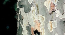 The bark of a London plane