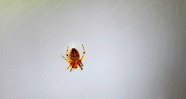 Аалзны шүлс