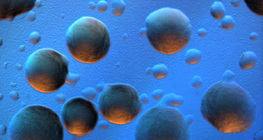 E. coli бактерийн колони (өнгөт ар дэвсгэр)