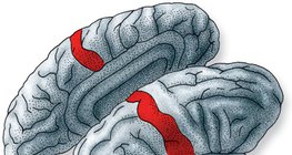 Арьсны рецепторуудаас ирж буй мэдээллийг боловсруулдаг тархины бор гадаргын хэсэг