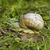 Ромын эмгэн хумс